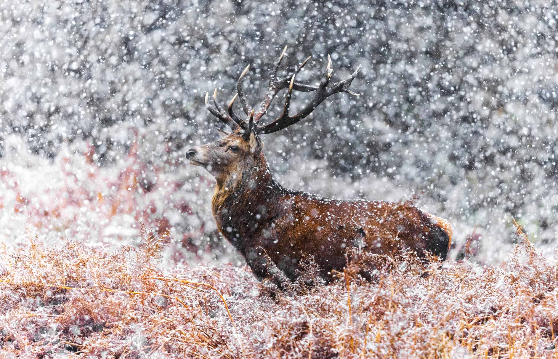 stalking estate in scotland