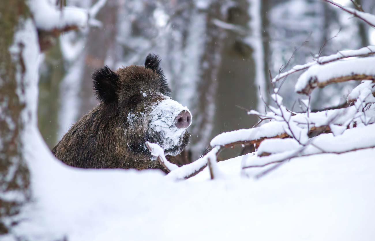 wild bore shooting in scotland