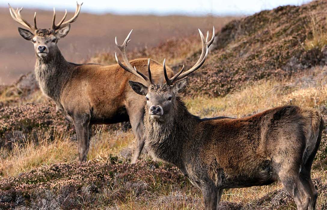 Deer stalking estate in Scotland