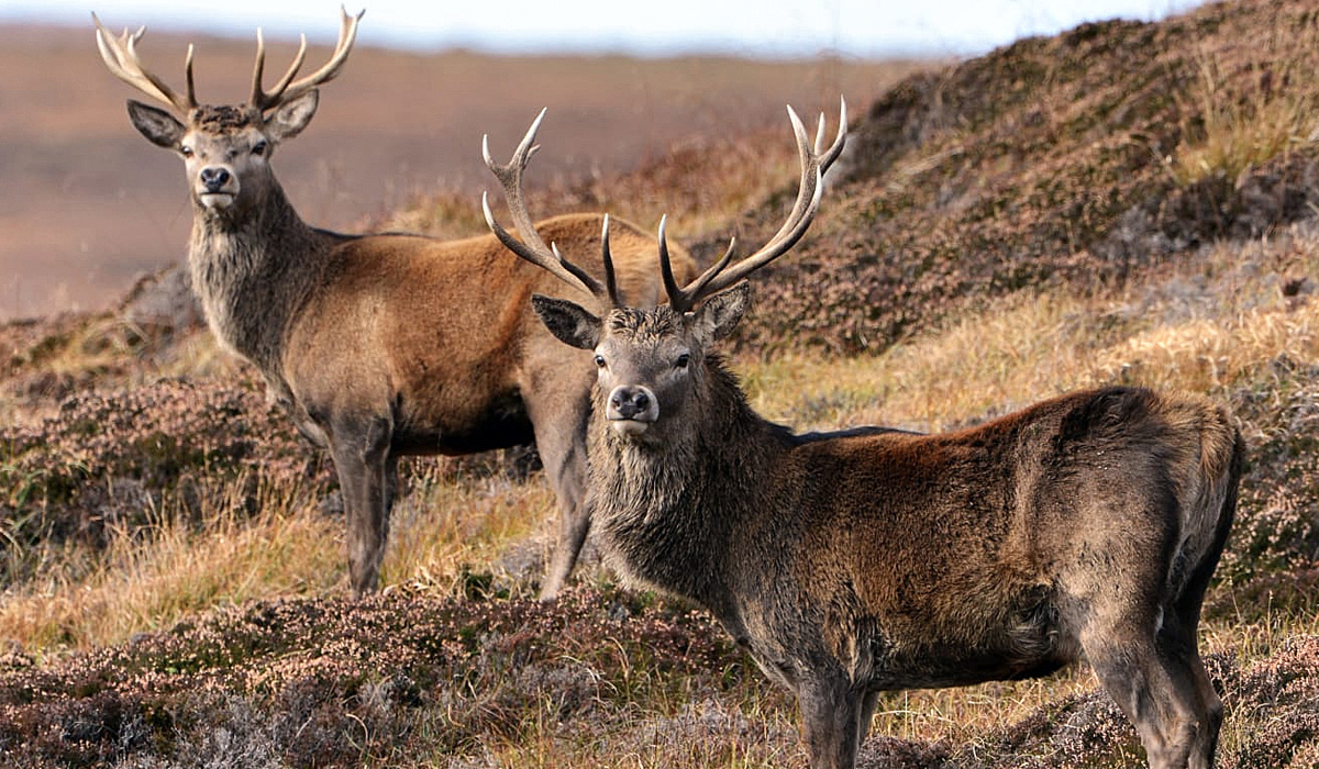 Deer stalking on the Glen Dessary estate in Scotland