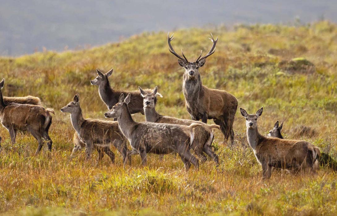 Stag Shooting in Scotland