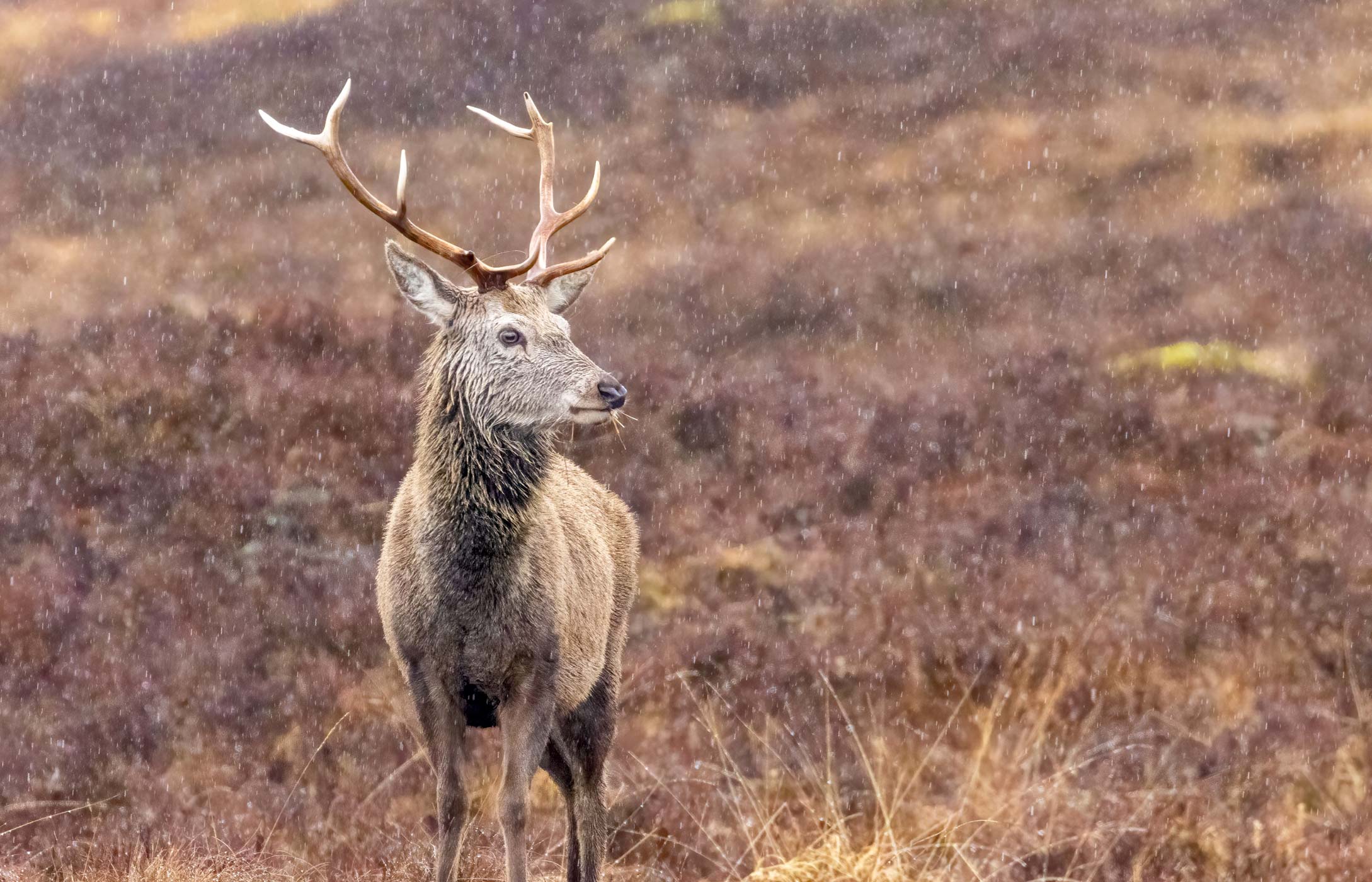 deer stalking in scotland