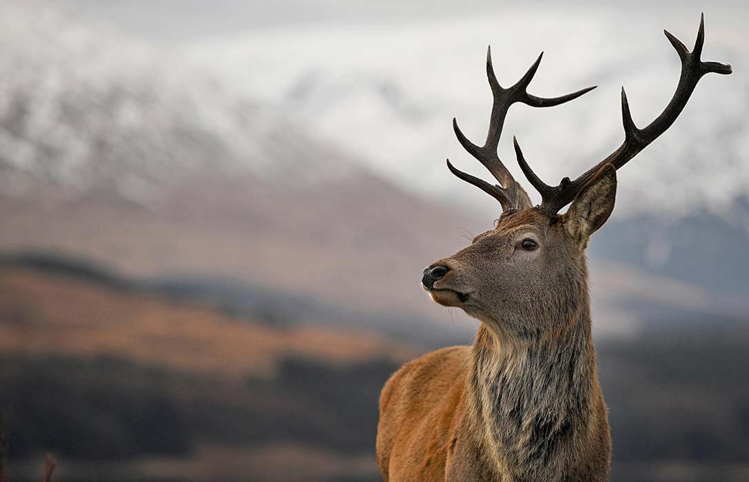 Deer Stalking on the Glen Dessary Estate